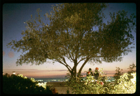 An olive tree on the Temple grounds at dusk...
Alan Joseph Martinez
02 Jan 2007