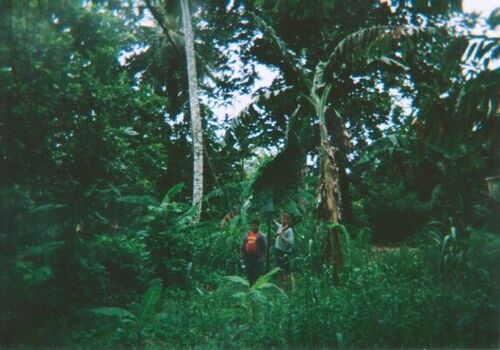 Banana Tree From Kosrae
Jeff T Robrecht
11 Dec 2003