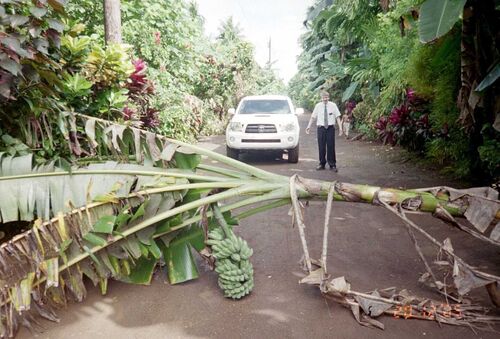 What do you do when a banana tree falls across the road? Elder Nathan Westbrook in Yap.
Nathan Craig Westbrook
05 May 2006