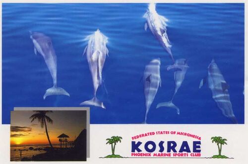 Dolphins!
Arthur  Gariety
27 Feb 2001