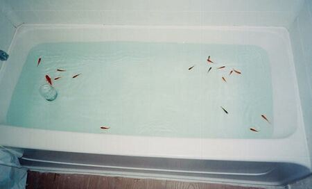 The doors were locked and the windows too but when we returned we found 17 fish swimming in our tub.
Joshua B. Anderson
31 May 2004