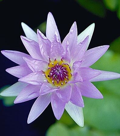 Taiwan Lotus
Kim Burton Ashby
14 Mar 2002
