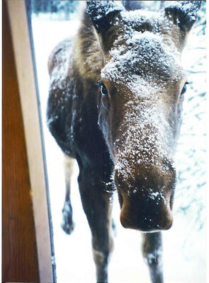 This Moose came to our Door every day
Brent A.  Westerfield
01 Jul 2003