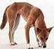 The dingo - native dog of Australia