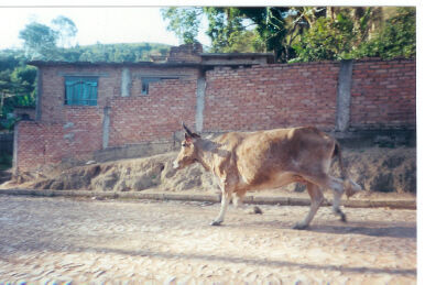 Animais que podem ser achados em Lafaiete
Cleia  Peterson
30 Apr 2003