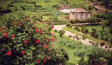 Brava is unique among the islands in that it is overcast and cool much of the time and so its higher elevations are more green and lush, like here at Joao d' Nole.
Mark Homer Coulam
23 Jul 2003