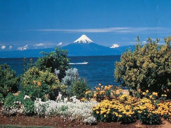 A beautiful view of flowers in front of Volcan Osorno across from Lago Llanquihue.
Nick Barrett
31 May 2006