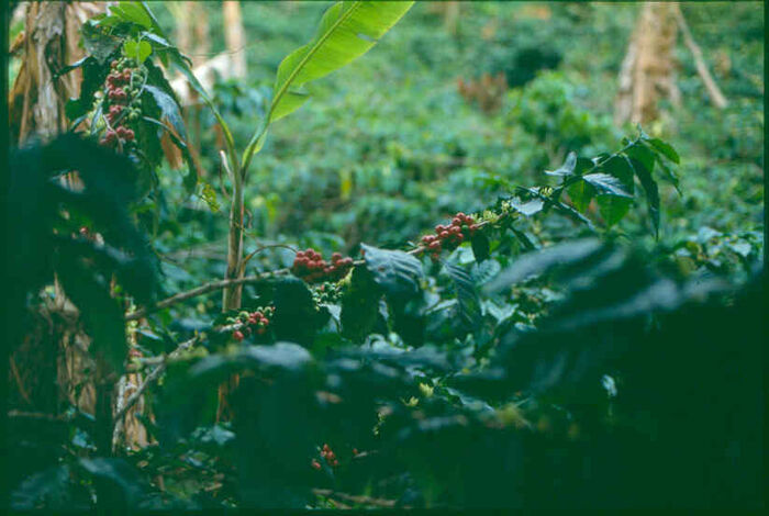 Typical Colombian Cafe
John H. Lake
17 Sep 2003