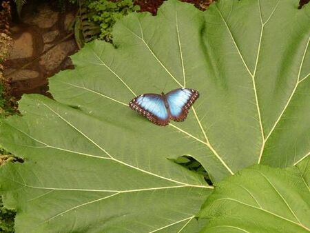 Butterfly at La Paz Waterfall Gardens
Roger King Hadley
16 Feb 2004