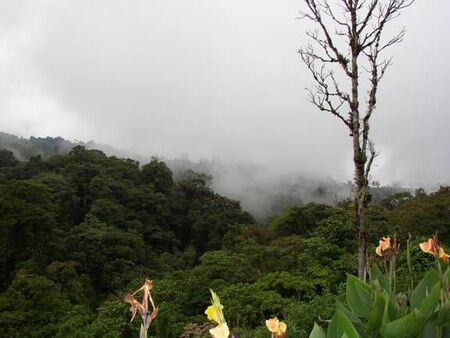 Located at La Paz Waterfall Gardens
Roger King Hadley
16 Feb 2004