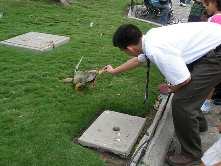 Elder Martineau feeding an iguana in Duran.
blanca martineau
09 Sep 2007