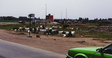 Cows eating garbage, yum. No wonder they looked so nourished.
Korey Payne
06 Mar 2002