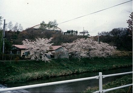 Sakura trees along the Date-Mombetsu Kawa very near The House in Date.  May 1987
Mark  Bore
06 Jan 2002