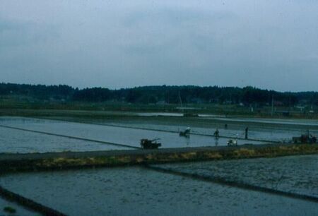 Workers plant rice fields between Tokyo and Hitachi.
David  van der Leek
18 Aug 2003