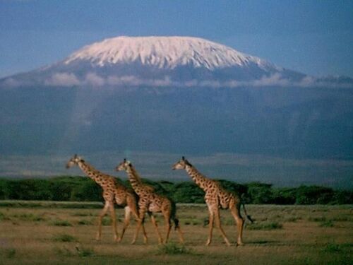 Mt. Kilimanjaro
Jeremy Michael Bowen
05 Jan 2001