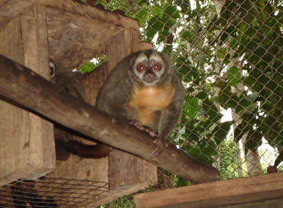 Y que tal con el zooologico cerca  la laguna de quistococha
Boris Paul Meneses Morales
06 Sep 2006