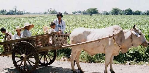 Coming Home from the Bukid After a Long Day's Work (Josh Gleason)
Joel Longhurst & Matthew Blake
22 Oct 2003