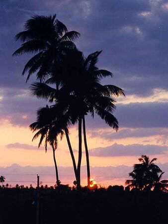 Palms in the sunset seen from the Isabela chapel.
Matthew Sherman Thorum
11 Apr 2003