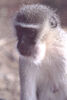 Title: Kruger - Velvet Monkey