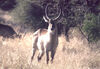 Title: Kruger - Waterbuck