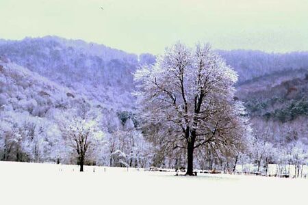 Buck Mountain, just east of Cookeville
John Turvaville
18 Dec 2001