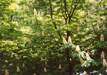 The pride of Kiev - the kashtan tree which is the common horsechestnut grows everywhere in the city, this one outside my apartment in the Svyatoshina branch.
Rex  Griffiths
11 Apr 2005