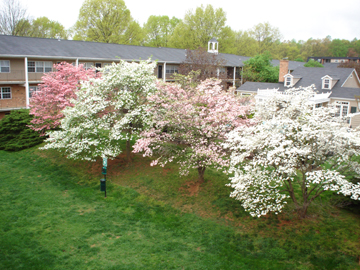 CHARLOTTESVILLE IN THE SPRING TIME