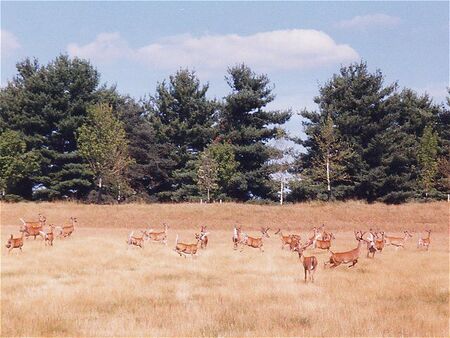 Deer in NIST (Gaithersburg) near mission office
David  Pabst
11 Oct 2002