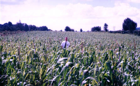 This is a very common sight in Toluca during the summer.  Cornfields forever
Tim Riker
24 Feb 2004